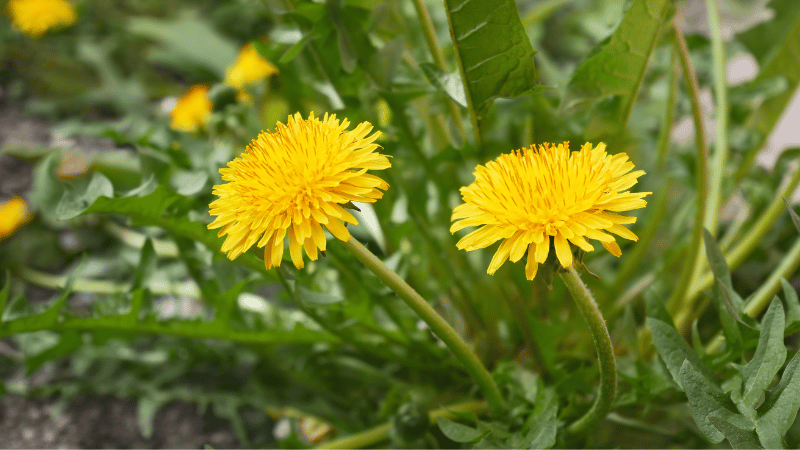 Russian dandelion