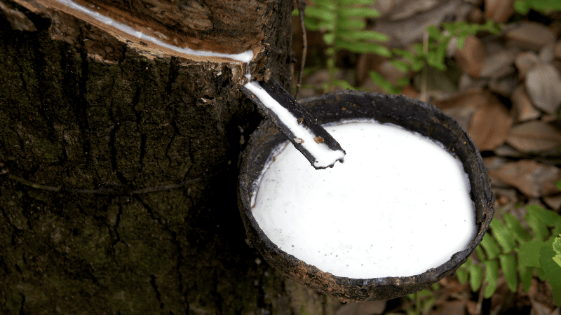 Natural rubber is a sticky, milky sap trapped inside rubber trees.