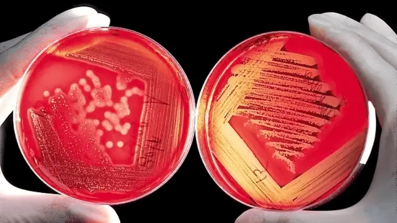 Antimicrobial Plastics