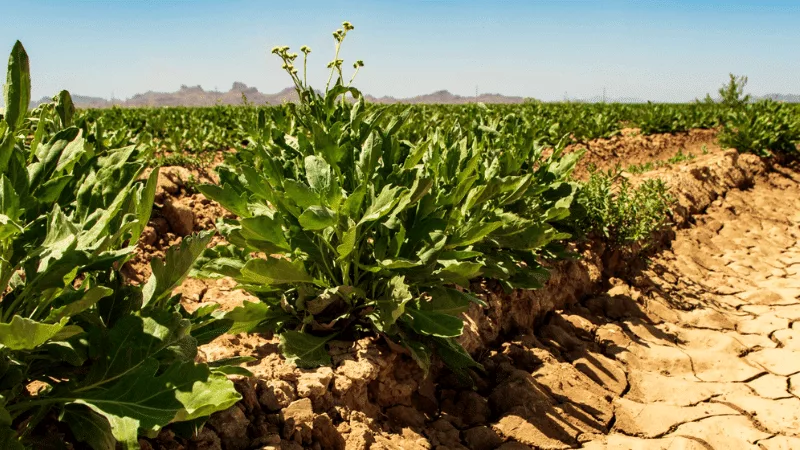 Guayule Rubber