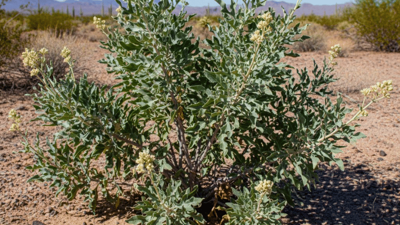 Parthenium argentatum