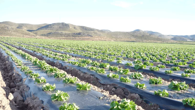 Agricultural films
